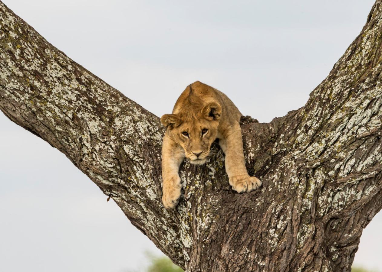 Ngorongoro Lodge Member Of Melia Collection - The Leading Hotels Of The World Екстер'єр фото