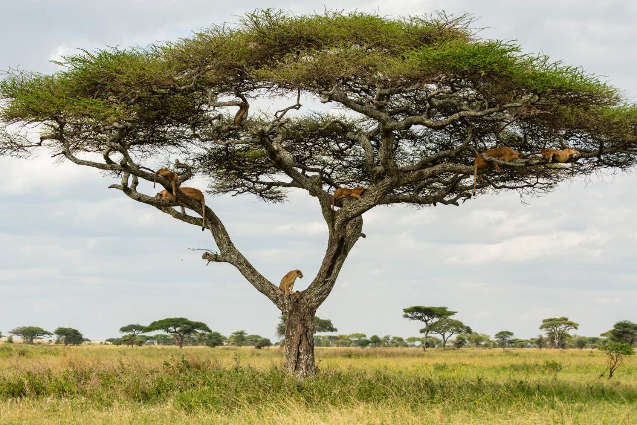 Ngorongoro Lodge Member Of Melia Collection - The Leading Hotels Of The World Екстер'єр фото