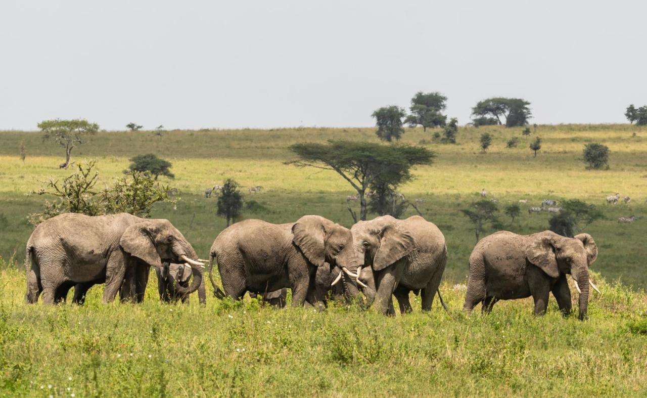 Ngorongoro Lodge Member Of Melia Collection - The Leading Hotels Of The World Екстер'єр фото