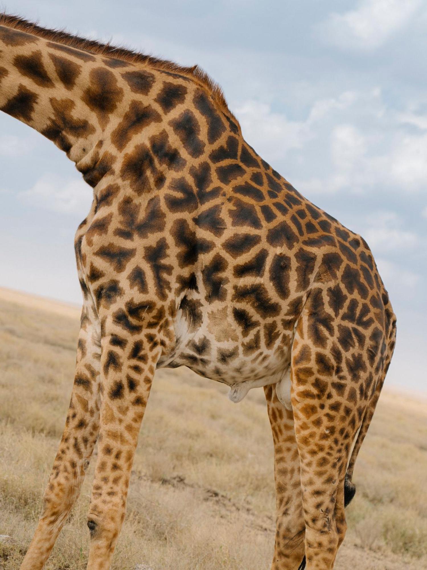 Ngorongoro Lodge Member Of Melia Collection - The Leading Hotels Of The World Екстер'єр фото