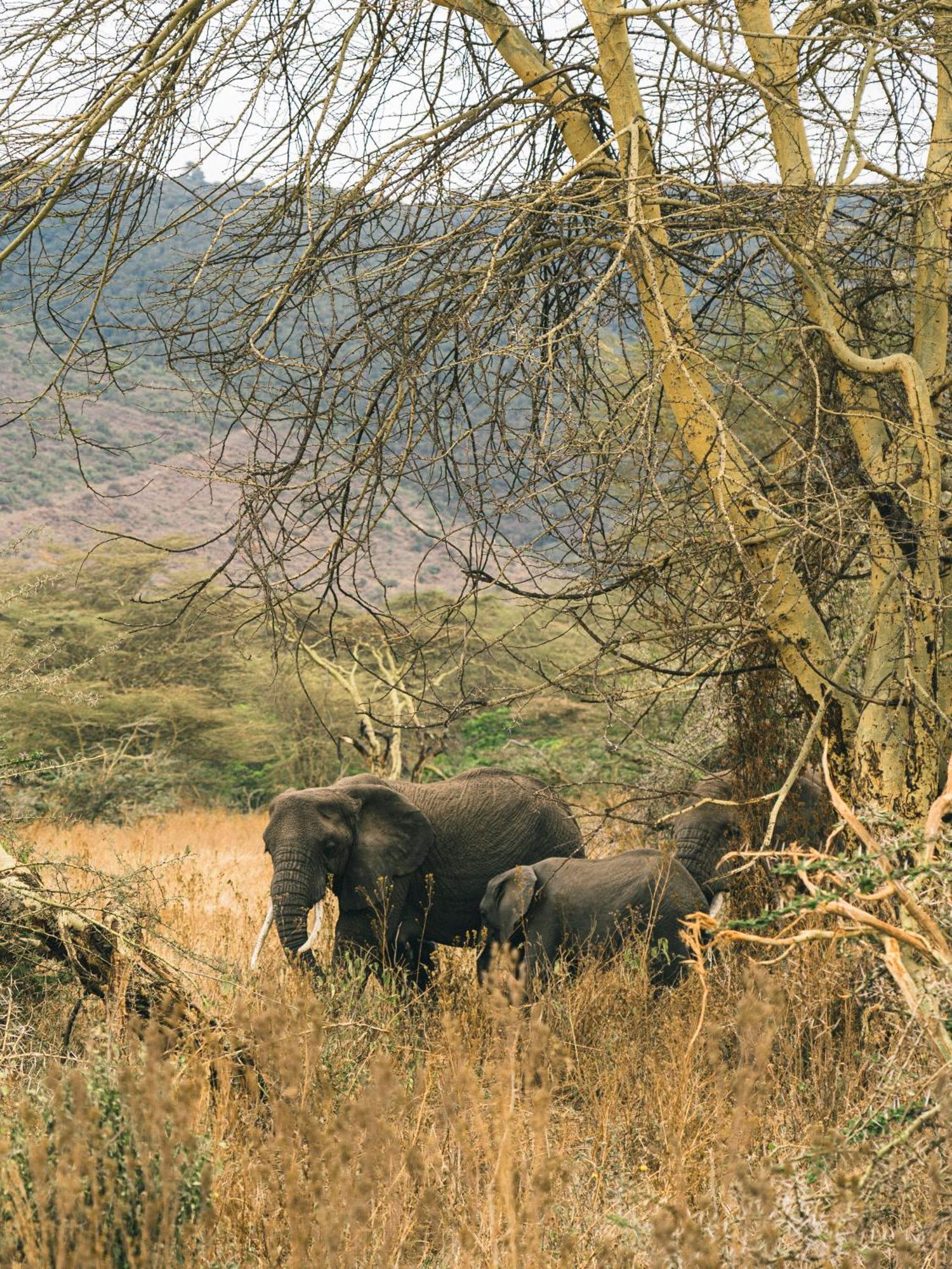 Ngorongoro Lodge Member Of Melia Collection - The Leading Hotels Of The World Екстер'єр фото
