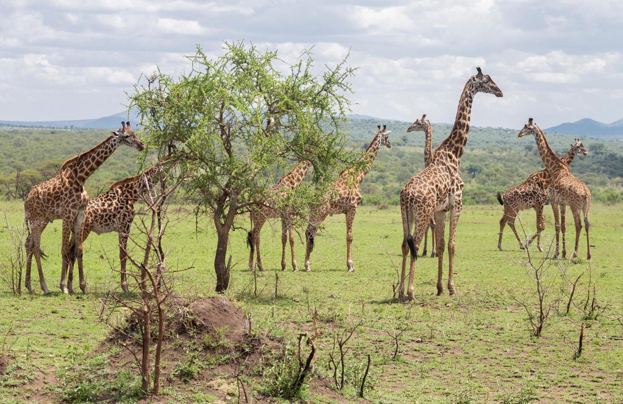 Ngorongoro Lodge Member Of Melia Collection - The Leading Hotels Of The World Екстер'єр фото